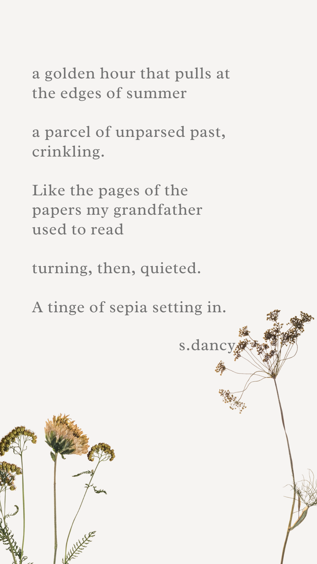 Poetry text over images of dried flowers

a golden hour that pulls at the edges of summer

a parcel of unparsed past, crinkling.

Like the pages of the papers my grandfather used to read

turning, then, quieted.

A tinge of sepia setting in.